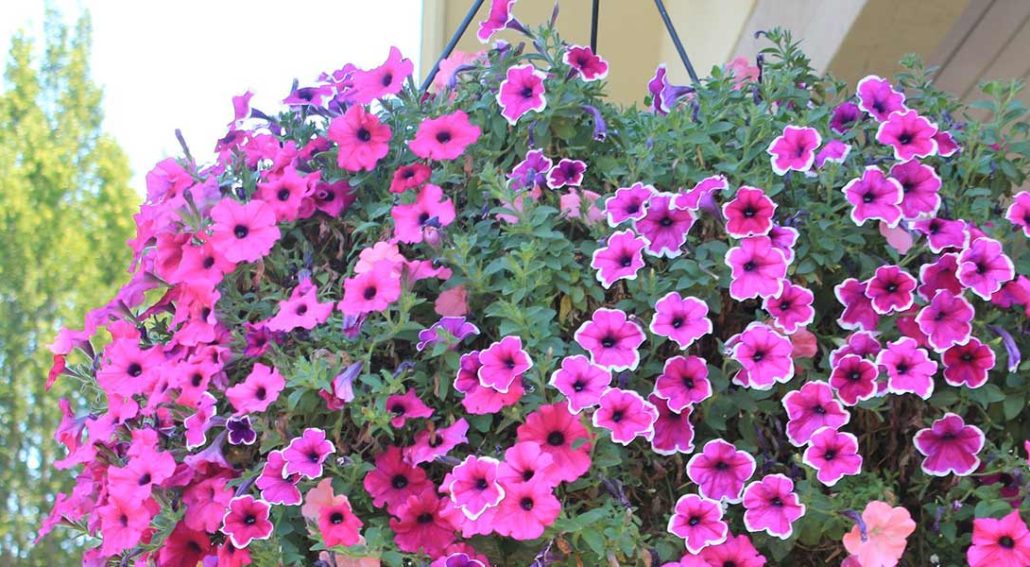 Hanging Baskets In Full Sun Garden Made Simple