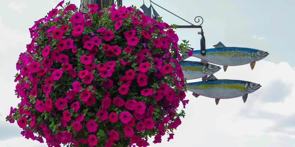 Ultimate Guide To Hanging Baskets Garden Made Simple