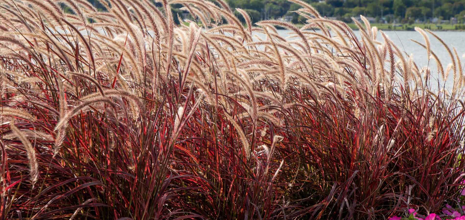 Are Ornamental Grasses Evergreen? | Garden Made Simple