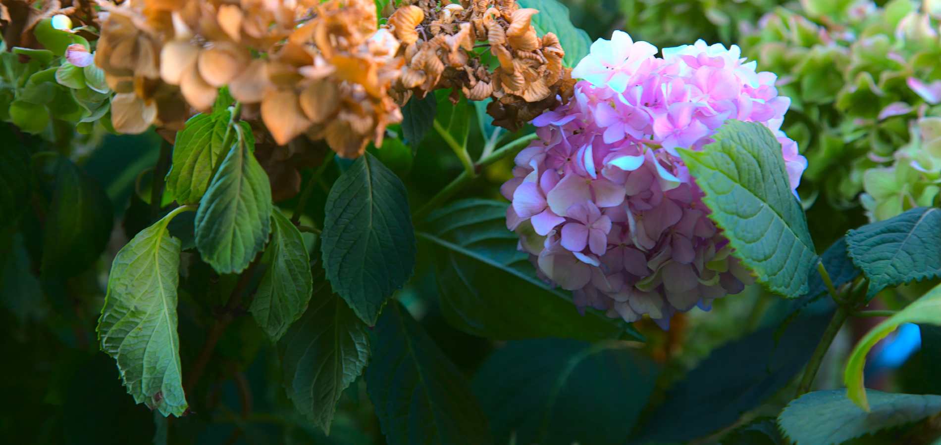 8 Reasons Why Hydrangeas Droop Garden Made Simple